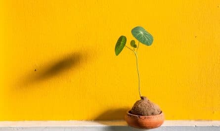 découvrez des idées créatives pour décorer vos pots de fleurs et apporter une touche personnelle à votre intérieur ou extérieur. inspirez-vous de nos conseils pour transformer des pots ordinaire en véritables œuvres d'art avec des matériaux variés et des techniques originales.