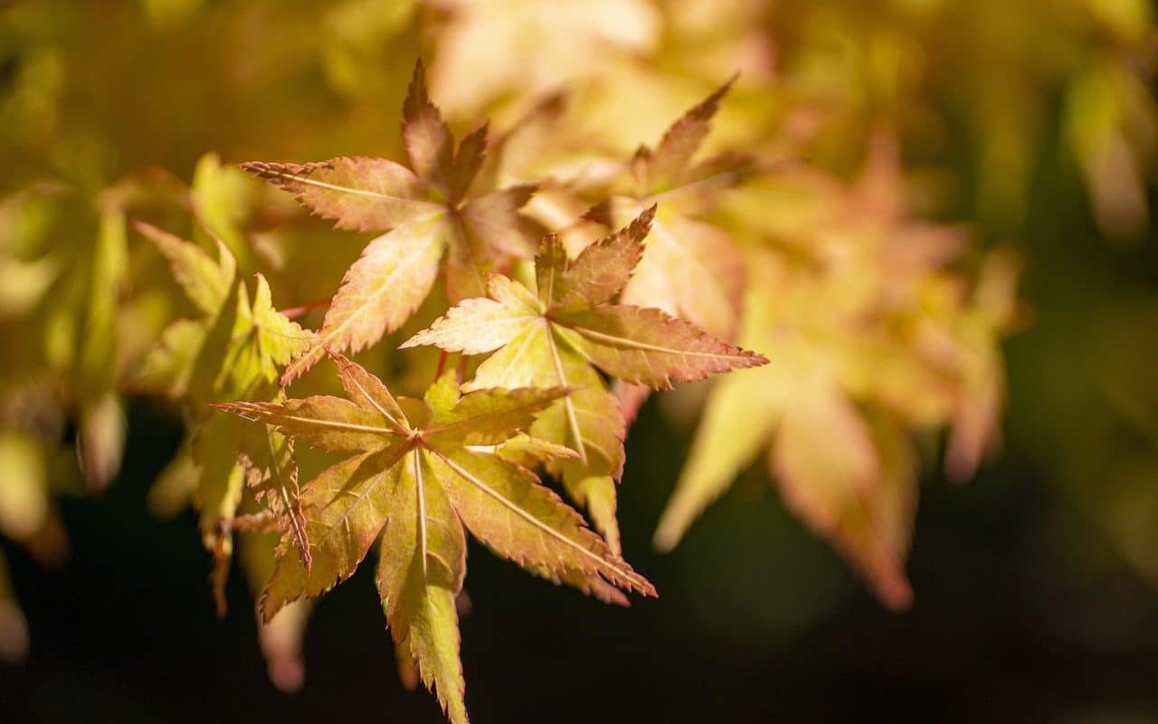 découvrez l'art de la décoration japonaise : un équilibre parfait entre minimalisme et élégance. plongez dans des inspirations authentiques, des matériaux naturels et des éléments culturels qui transformeront votre espace en un havre de paix zen.