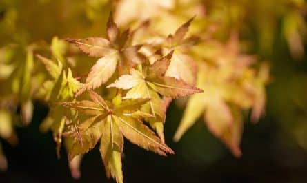 découvrez l'art de la décoration japonaise : un équilibre parfait entre minimalisme et élégance. plongez dans des inspirations authentiques, des matériaux naturels et des éléments culturels qui transformeront votre espace en un havre de paix zen.